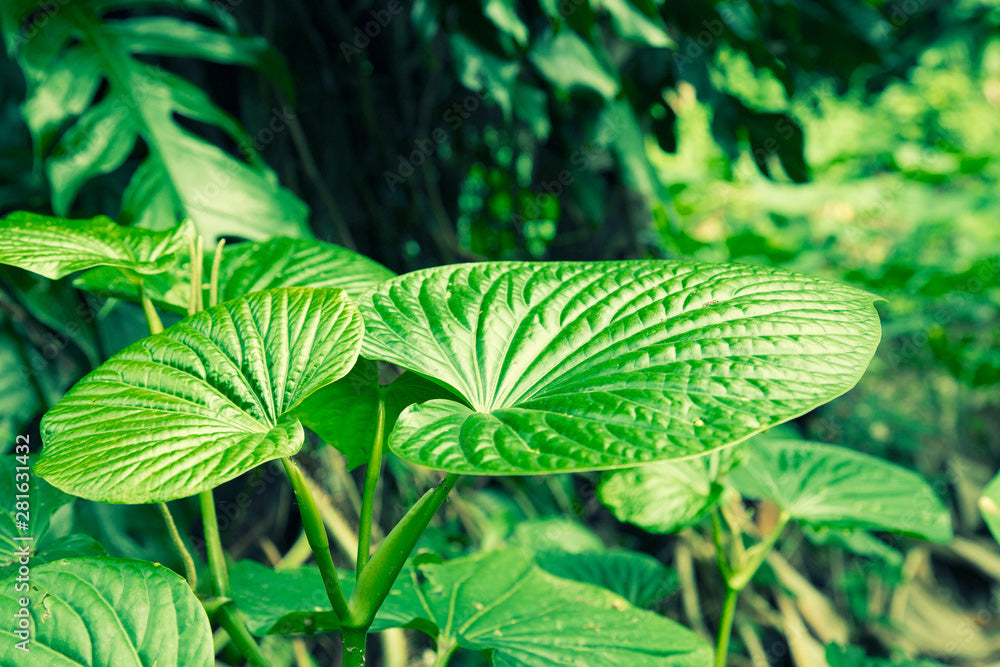 Kava plant